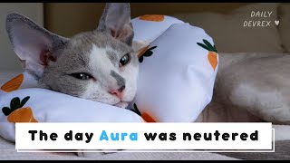 The day of Aura was neutered by Daily DevRex 775 views 2 years ago 1 minute, 39 seconds