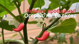 Первые проблемы га огороде на балконе! А что делать?!)