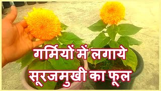 How to Grow & Care Sun Flower / Suraj Mukhi in Pot withme I गर्मियों में लगाये सूरजमुखी का फूल