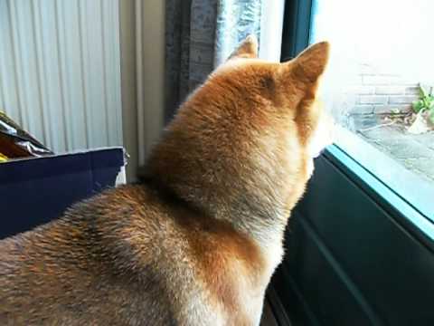 Video: Shiba Inu-honde Ras Allergene, Gesondheid En Lewensduur