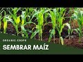 Aprende a sembrar maiz en casa  zea mays  organic crops