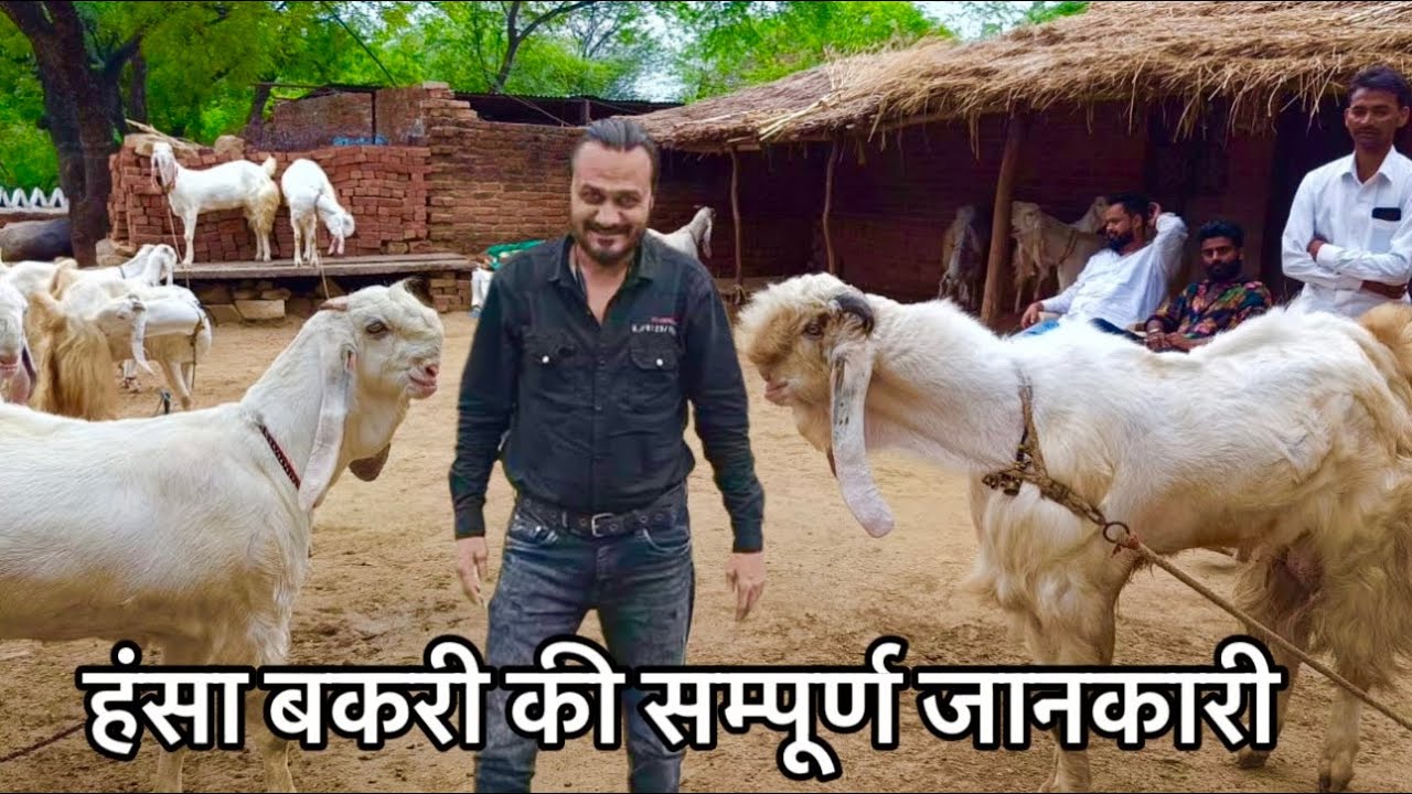 Hansa Bakriyo Ki Sampoorn Jaankari by Mubarak Khilji हंसा बकरी की सम्पूर्ण जानकारी