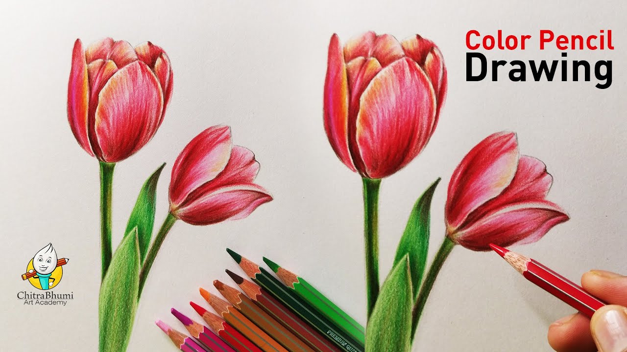 Discover 107+ realistic tulip drawing super hot
