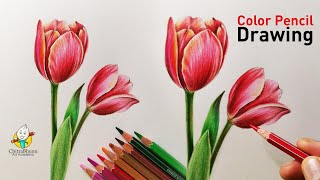 Realistic Tulip Flower Drawing | Step By Step | How To Draw Flowers with Doms Color Pencil