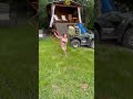 Roping daddy! 😂🤠 #farmlifebestlife #farmkid #viral #cute #funny #summer #ranch #roping #rodeo #fyp