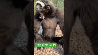 Download Lagu meow billi | monkey meow meow sound #viral#shorts#monkey#bandar#comandosudhir#ommuvinutwins#ommuvinu MP3