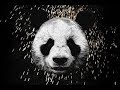 Panda: Super Pads (Desiigner LOD)