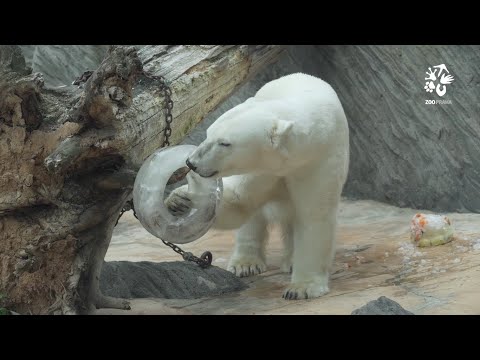 Video: Proč Medvědi Přezimují?