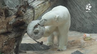 Fascinující lední medvědi
