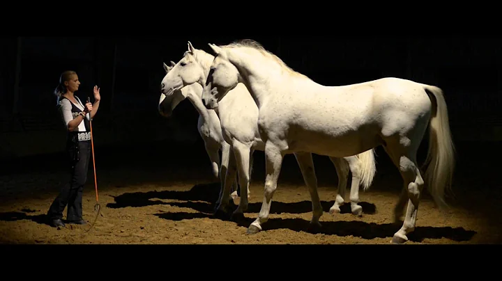 The Most Beautiful Horses of the Hungarian National Stud - Kappel Edit s lipicai lovai