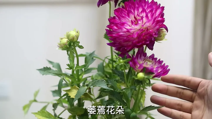 园艺师教你，大丽花怎么养，这可能是关于大丽花，最全面的教程了 - 天天要闻