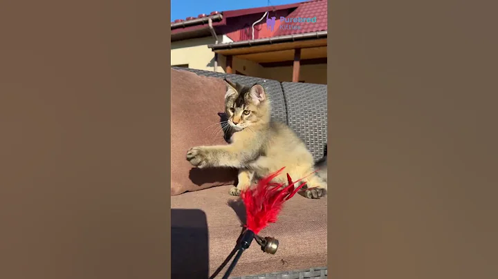 Video 11864551: black tabby maine coon, tabby maine coon boy, golden maine coon, maine coon adoption, eyed maine coon