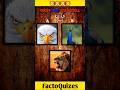 Guess🦁 The Loin Color❤️ | FactoQuizes