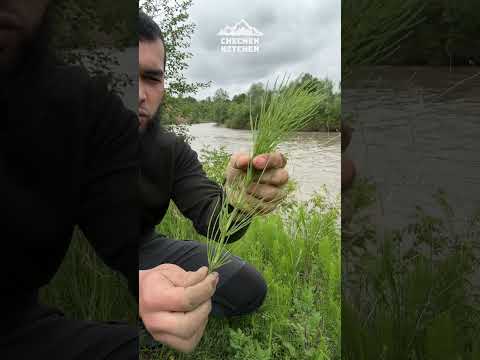 Мыльнянка и хвощ полевой