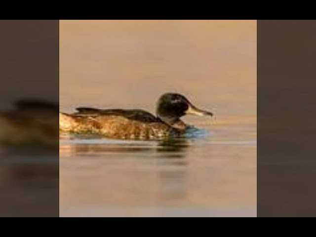 Черноголовая утка. Читать описание.