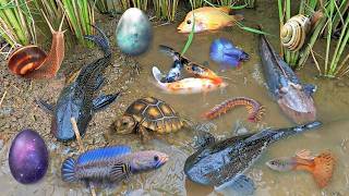 Menangkap ikan lele besar, ikan hias, ikan koin, kura kura sulcata disungai 2