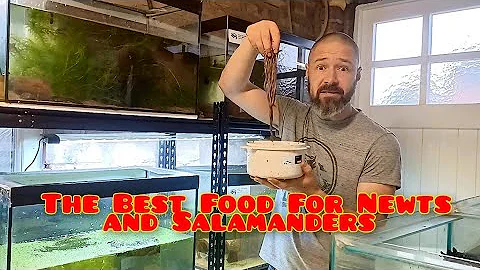 The No.1 Best Food For Newts and Salamanders