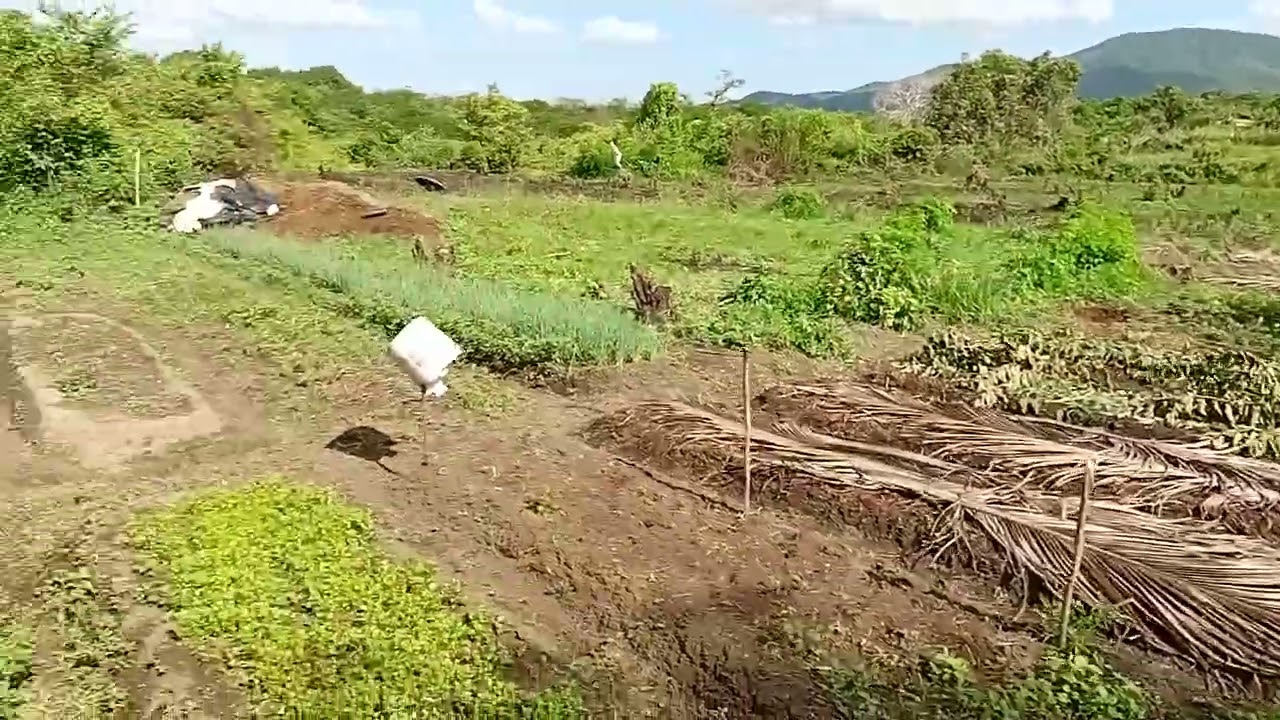 Mostrando as produção 