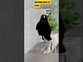 I bet you didn't know crows could do this... 🤯"#SmartBird #Animal Intelligence #Wildlife #Nature