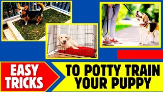 6 Secret Tricks to Potty Train A Puppy Fast