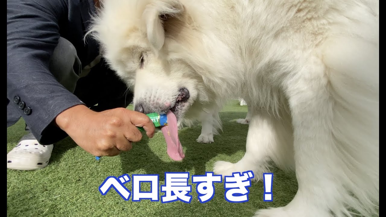 コロちゃんをおしゃれに　MIX犬