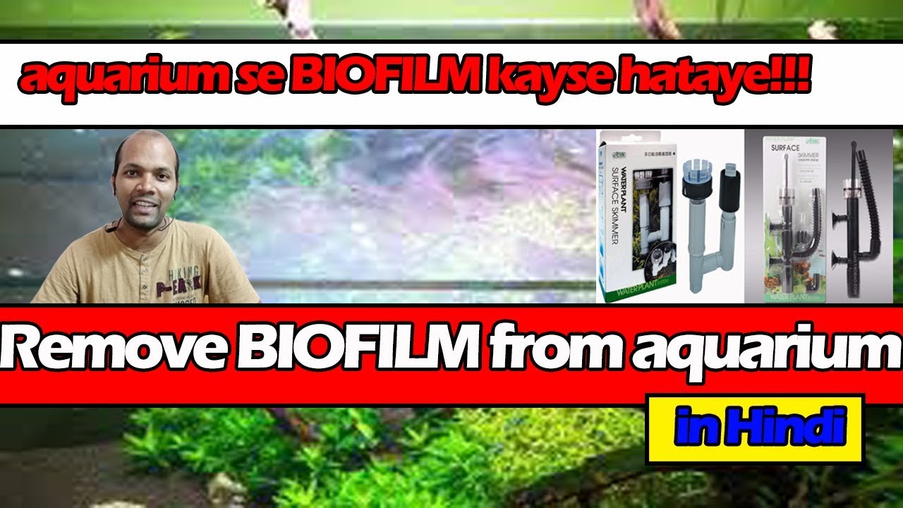 How to remove biofilm from your planted aquarium (Hindi) YouTube