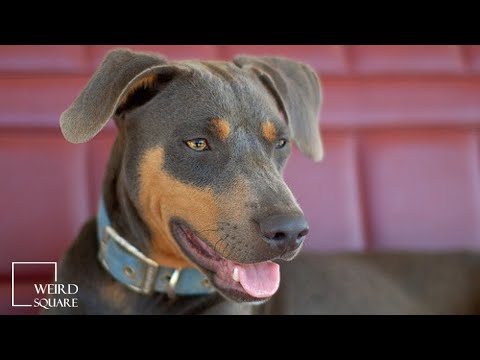 Video: Cos'è un Lacy Dog (aka Blue Lacy)?