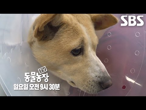 [12월 8일 예고] 인기 만점 인싸견 ‘몽실이’의 충격 반전 비밀 이야기