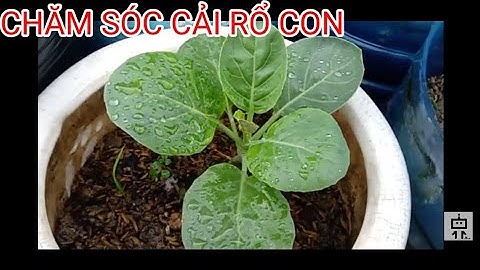 Cách trồng và chăm sóc Cải Rổ trên sân thượng