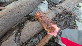Beach Combing early winter in B.C Canda