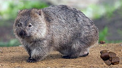 Els Wombats sn una famlia de marsupials que noms els pots trobar a Austrlia, inclosa Tasmnia. Es creu que el motiu pel qual fan les femtes cbiques s perqu les dipositen en zones elevades amb forts pendents. Si fossin rodones rodarien muntanya avall i no podrien complir la seva funci primordial, la de marcar el seu territori. D'aix depn la seva supervivncia. Aquests adorables animalets pot ser que aviat noms els veiem en llibres i vdeos d'internet perqu estan en perill d'extinci.