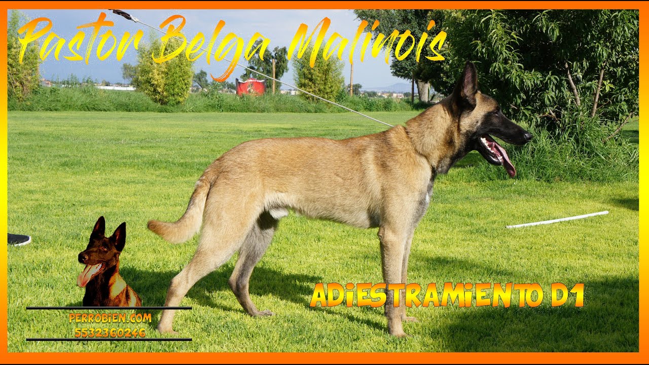 1 Como adiestrar a un perro en 30 días en guardia y protección  básica