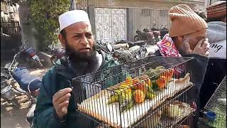 Lalukhet Sunday Market Birds Price Update | 25 Jan 2026 | Budgies, Java, Lovebirds