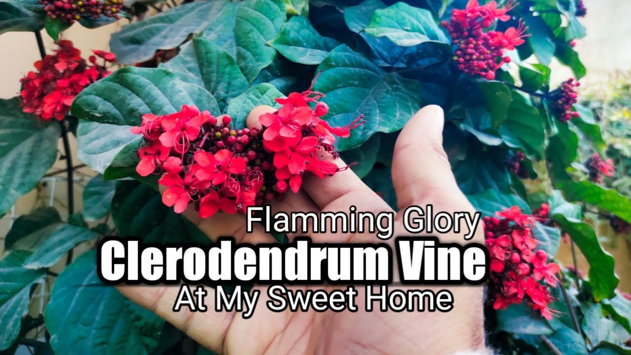 Clerodendrum vine plant at my home | Flamming Glory bower vine | Secrets of flamming vine