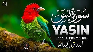 Surah Yaseen (Yasin) سورة يس | Ultimate Majestic Quran for Deep Sleep & Tranquil Heart #surahyaseen