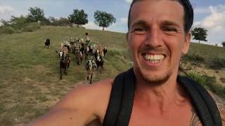 Goat Farm  in South of France