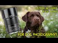 Viltrox 56mm f1.4 Fuji review / tryout GOOD FOR DOG PHOTOGRAPHY? #petphotography