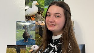 Ranking My Pet Ducks | Duck Pyramid Week 20