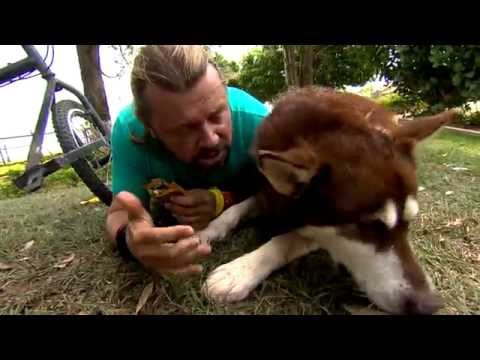 Vídeo: Você pode fazer trenós puxados por cães no Alasca em agosto?