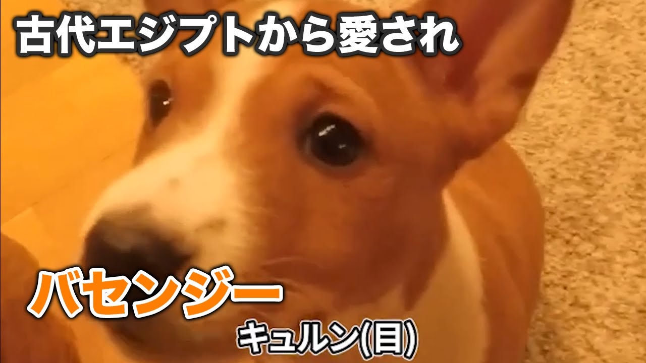 バセンジー 人類にとって最高の犬 と欧米で呼ばれる バセンジーかわいい集 犬 Youtube