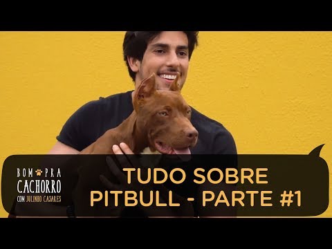 Vídeo: Tudo Sobre O Novo álbum De Pitbull