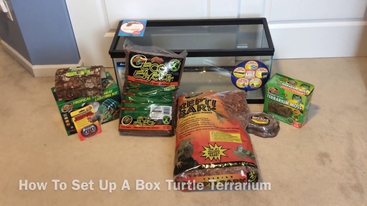 How To Set Up A Box Turtle Terrarium - YouTube - How To Set Up A Box Turtle Terrarium - YouTube
