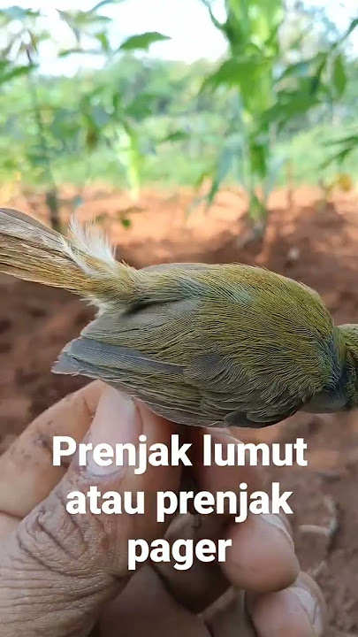 prenjak lumut atau prenjak pager/ceng