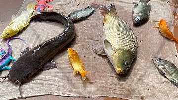 Kem Chanel kéo vó được cá chép khổng lồ, cá trê, cá rô, đổ rọ khổng lồ có con lươn, con cua. Part 95