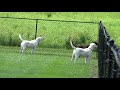 Coyote vs labradors