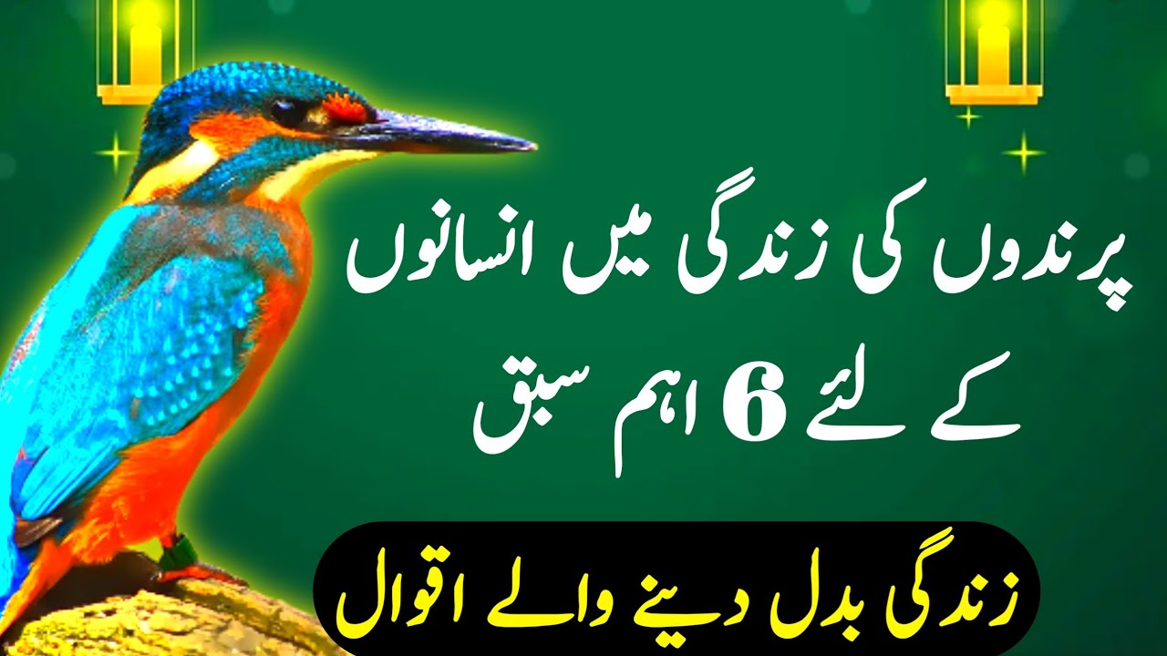 6 Empowering Lessons From The Lives Of Birds 6 Life Changing Lessons 6-empowering-lessons-from-the-lives-of-birds-6-life-changing-lessons