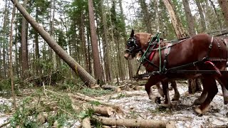 CAN BARON HANDLE THIS SITUATION?? // Logging with Draft Horses #601