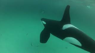 Diving close up with orca Northern Norway