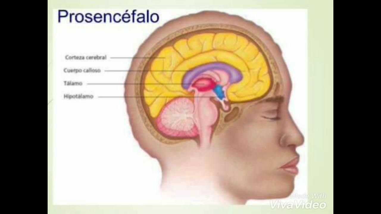 Центр голода в головном мозге. Гипоталамус таламус гиппокамп. Гипоталамус таламус гипофиз эпифиз. Таламус головного мозга. Prosencephalon анатомия.