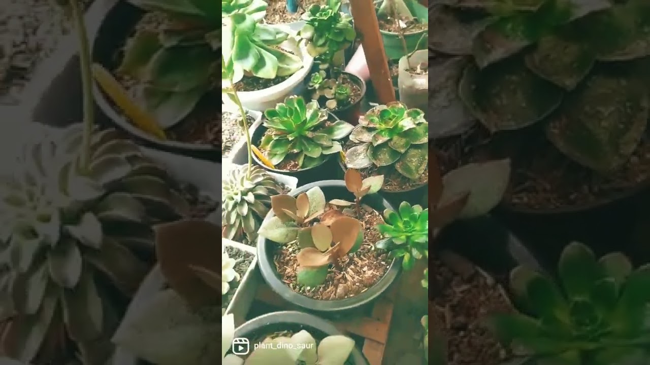 What S Under The Rack 多肉植物 多肉 多肉女子 Succulentobsessed Succulentcollection Succulent Youtube